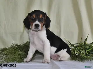 Beagle dogs Lexie - Ad 14