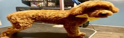 Toy Poodle dogs for sale: Toy Poodle 1 - Ad 1