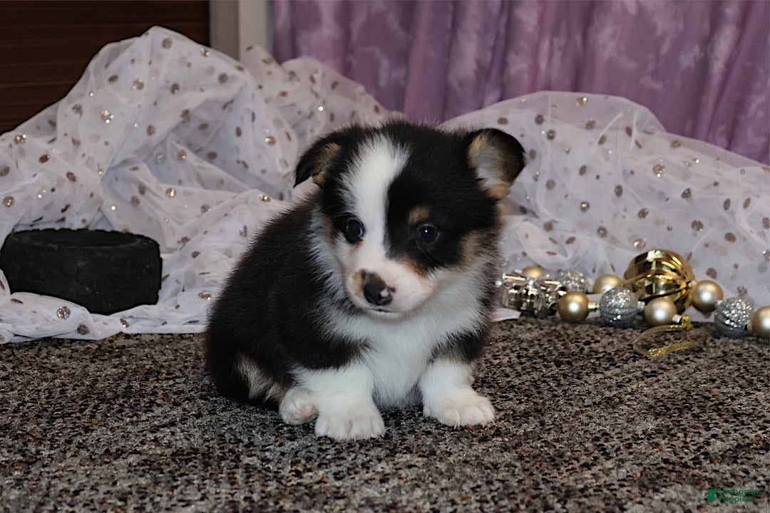 Welsh Corgi Pembroke dogs for sale: Sophie OFA Parents - Ad 21