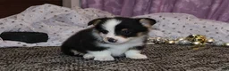 Welsh Corgi Pembroke dogs for sale: Carlotta - Ad 16
