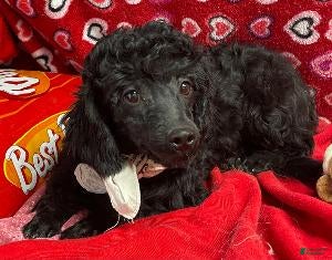 Shihpoo dogs Chita - Ad 2