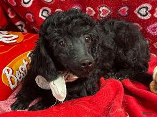 Shihpoo dogs Chita - Ad 4