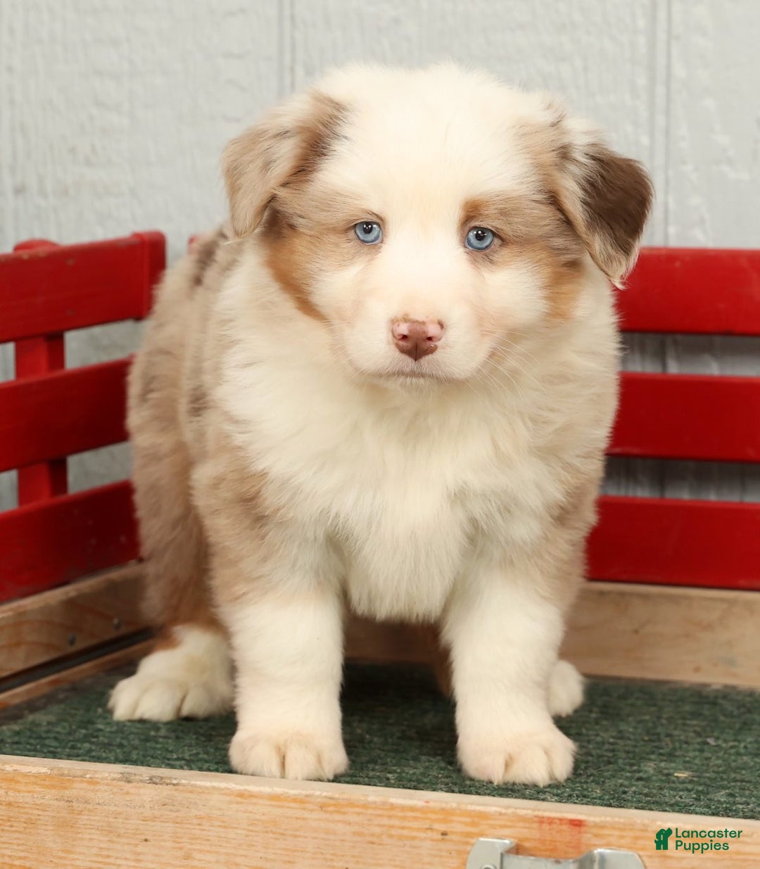 Australian Shepherd dogs for sale: Earl - Ad 2