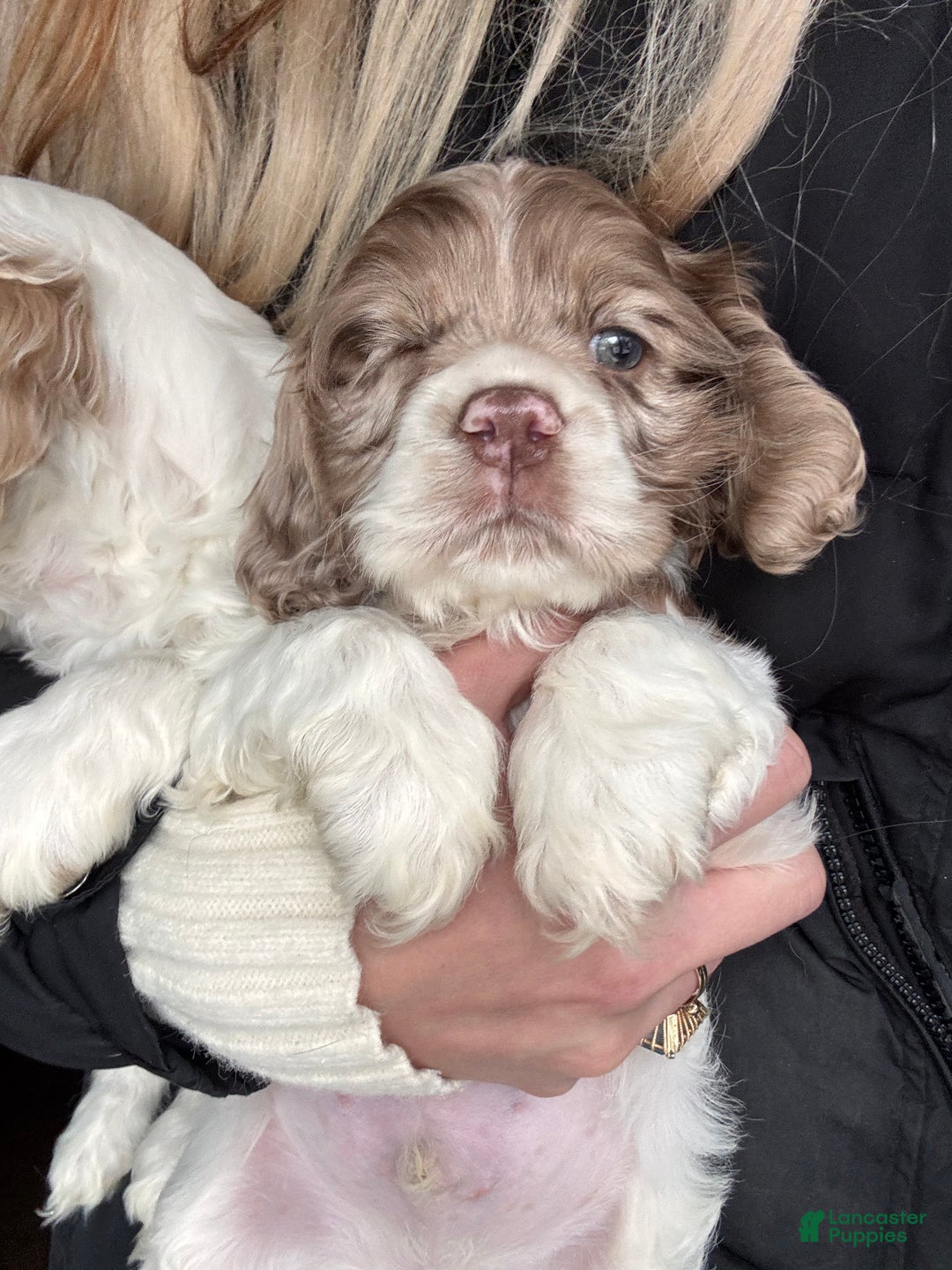 Cocker Spaniel dogs for sale: Archie Cocker Spaniel Puppy 1 - Ad 3