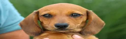 Miniature Dachshund dogs for sale: Sasha 🩷 - Ad 3