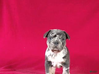 French Bulldog dogs - Ad 21