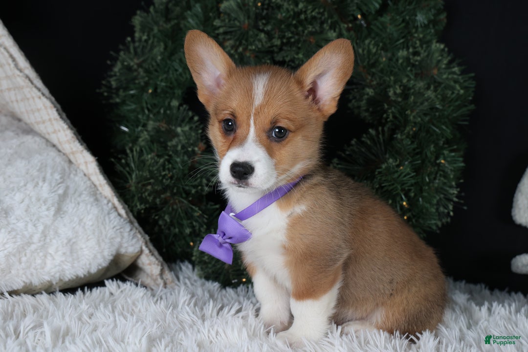 Welsh Corgi Pembroke dogs for sale: Holden - Ad 30