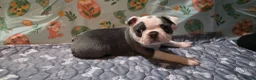 Boston Terrier dogs for sale: Blueberry  - Ad 5
