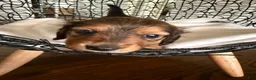 Miniature Dachshund dogs for sale: Teddy - Ad 14
