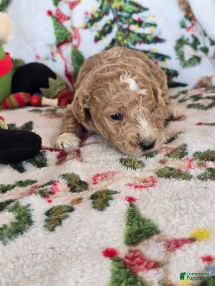 Labradoodle dogs Labradoodle Puppy 1 - Ad 3