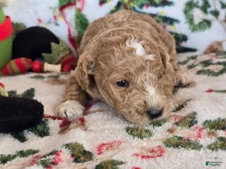 Labradoodle dogs Labradoodle Puppy 1 - Ad 20