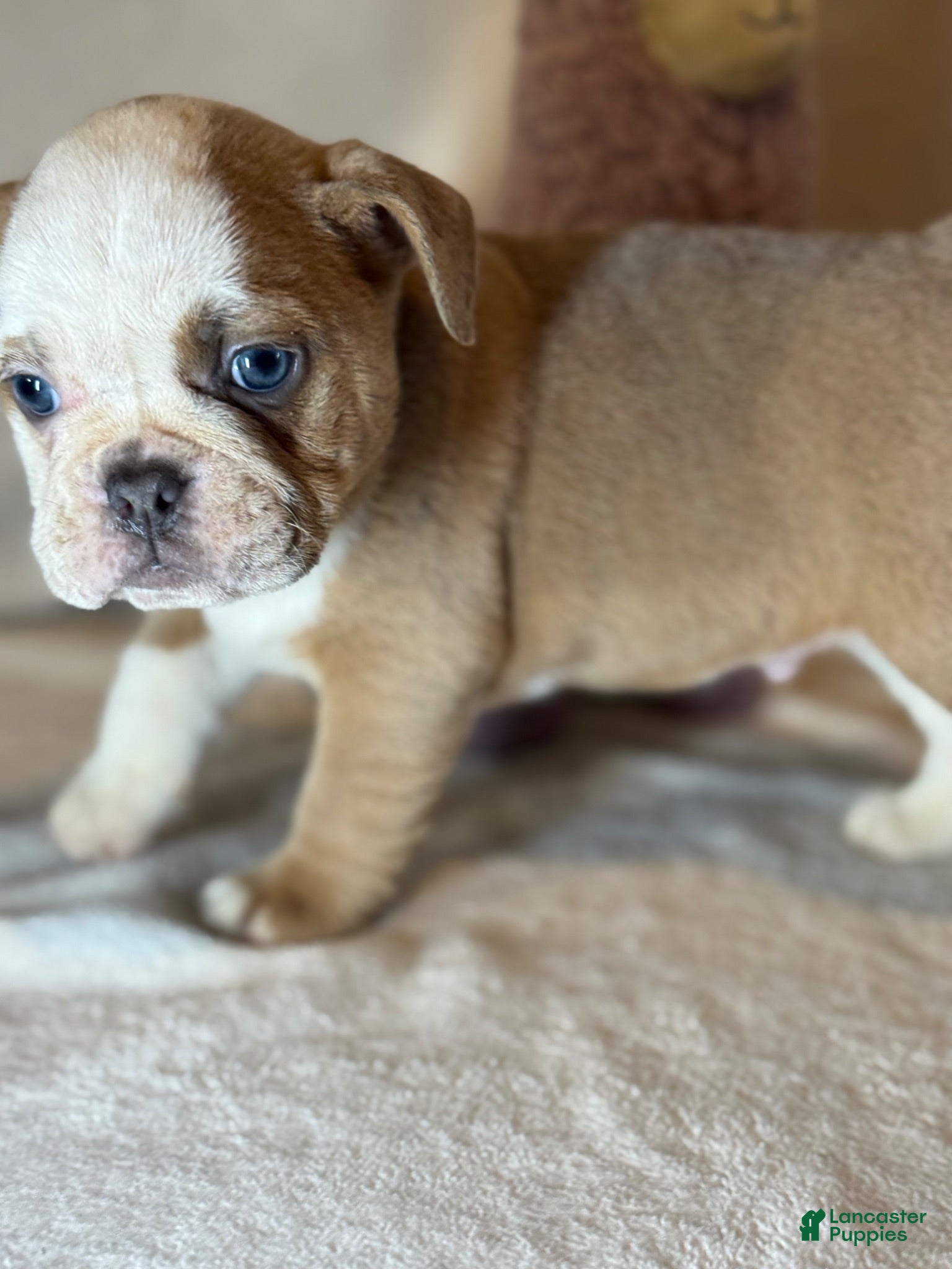 English Bulldog dogs Spot - Ad 1