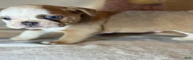 Spot