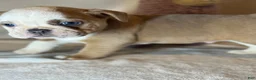 English Bulldog dogs for sale: Spot - Ad 1