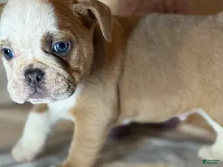 English Bulldog dogs for sale: Spot - Ad 1