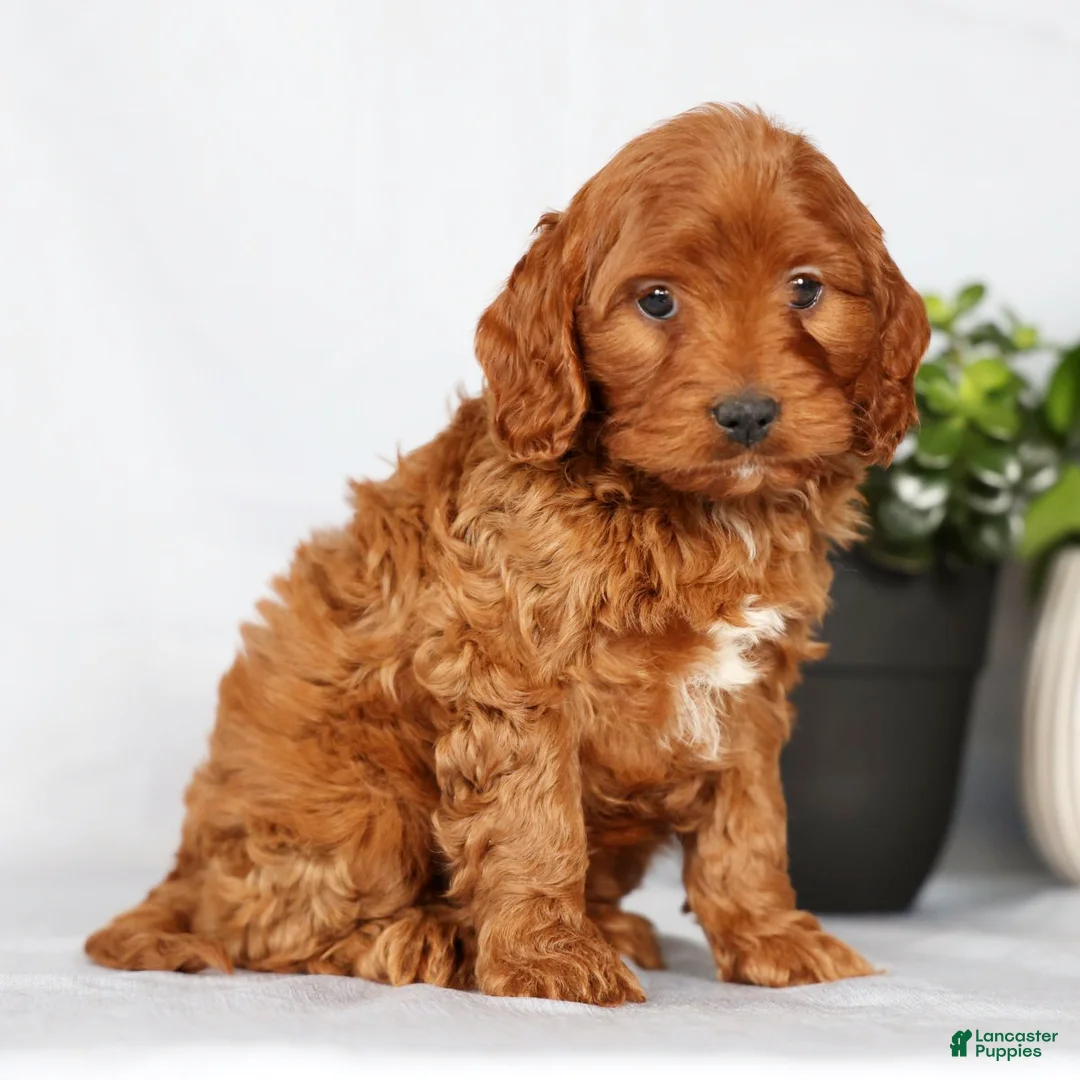 Cavapoo dogs for sale: Mia - Ad 1