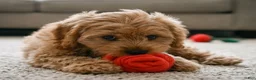 Cavapoo dogs for sale: Mark - Ad 3