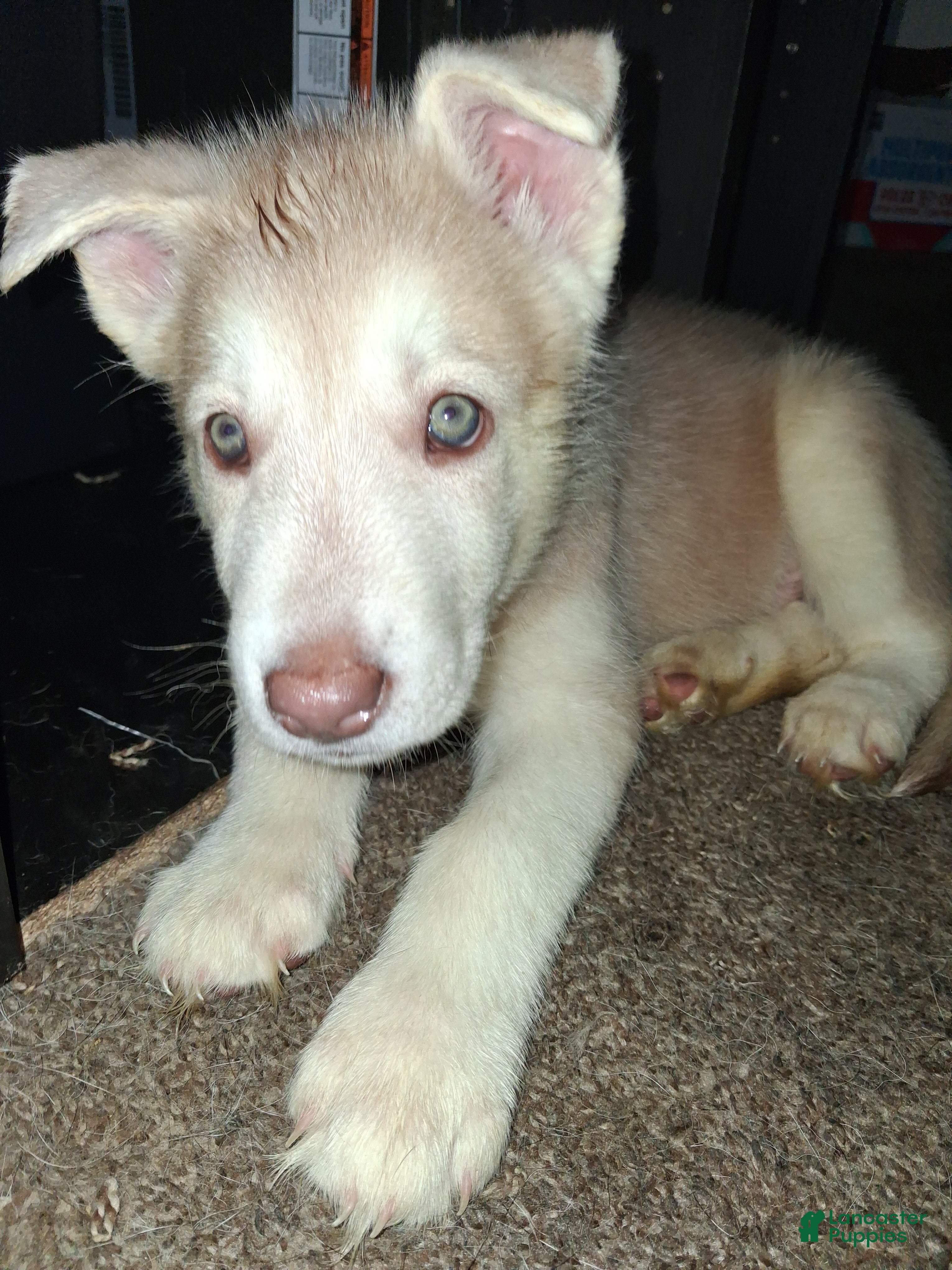 Gerberian Shepsky dogs Polar Bear - Ad 20