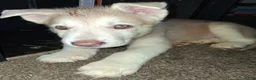 Gerberian Shepsky dogs for sale: Polar Bear - Ad 1
