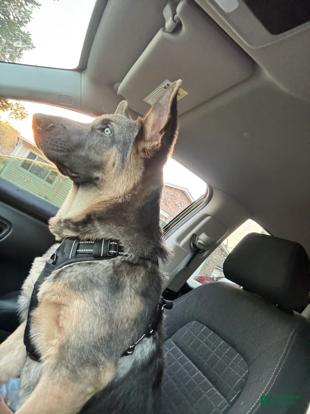German Shepherd dogs for sale: German Shepherd Puppy 1 - Ad 3