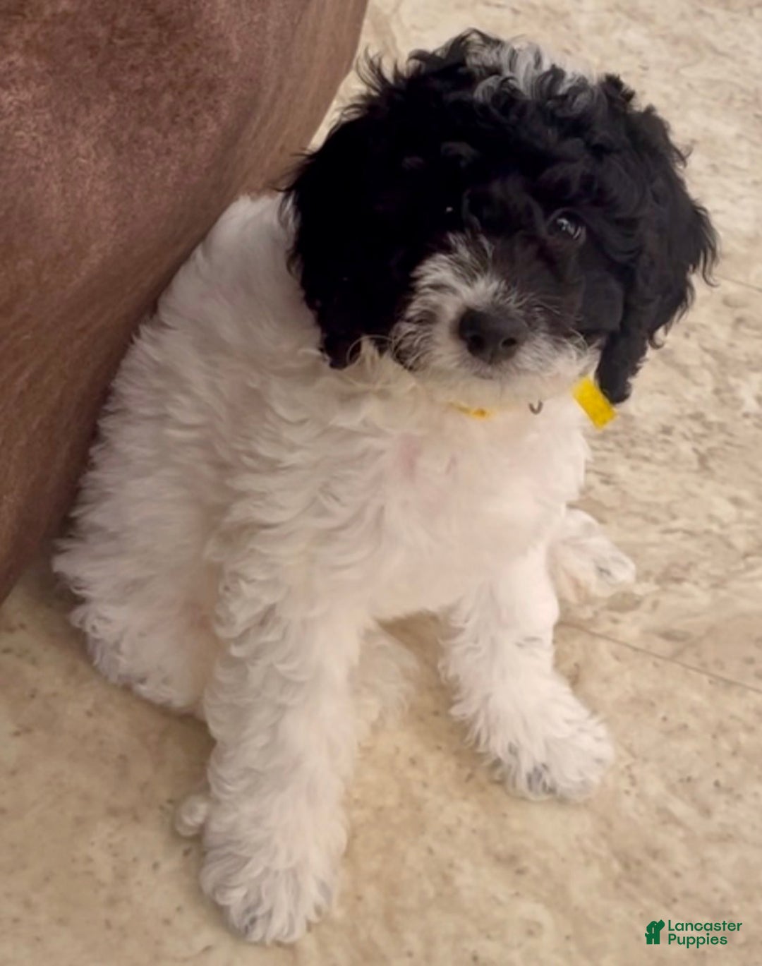 Mini Sheepadoodle dogs for sale: Red-Peppermint - Ad 22