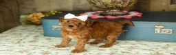 Mixed Breed dogs for sale: June  - Ad 3