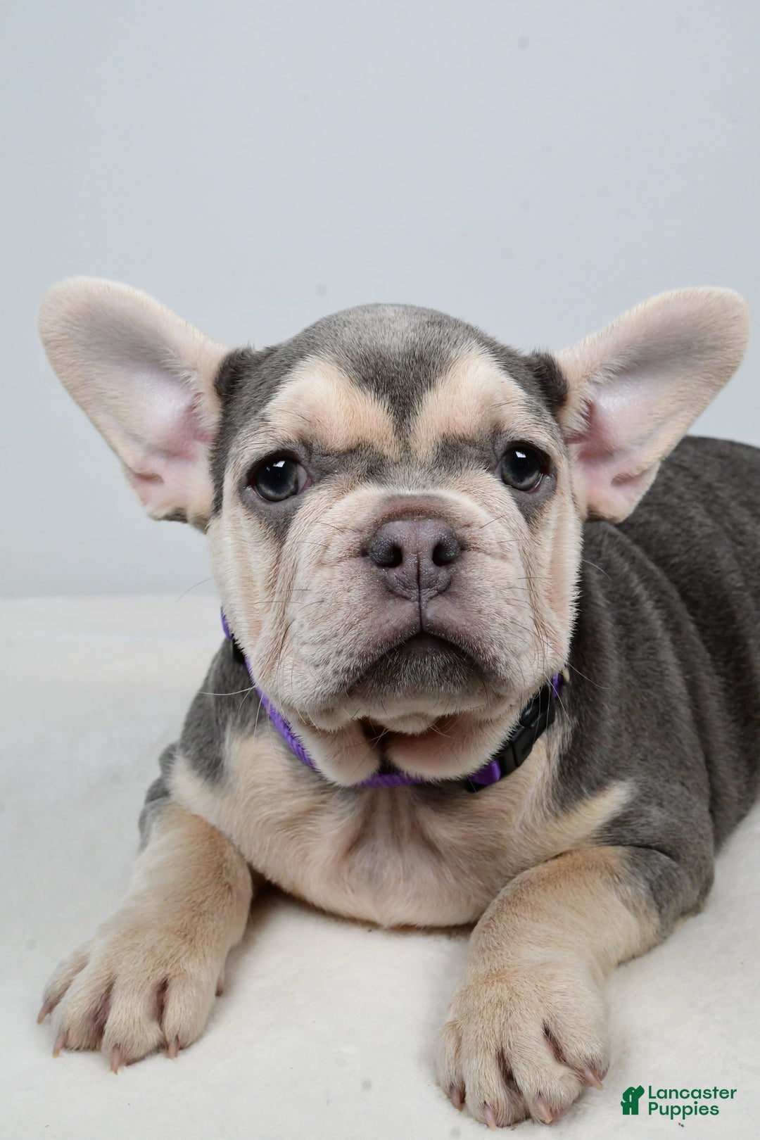 French Bulldog dogs for sale: Chloe  - Ad 5