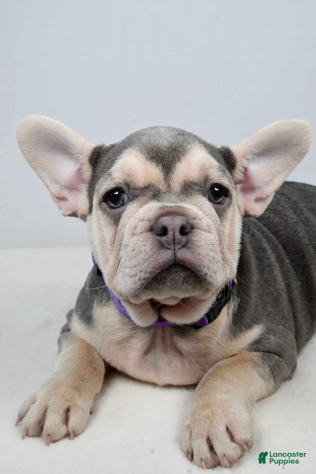 French Bulldog dogs for sale: Chloe  - Ad 5