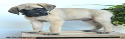 English Mastiff dogs for sale: Jordan - Ad 4