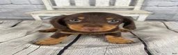 Miniature Dachshund dogs for sale: Bonnie - Ad 11