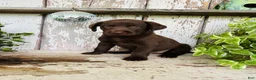 Labrador Retriever dogs for sale: Flora - Ad 8