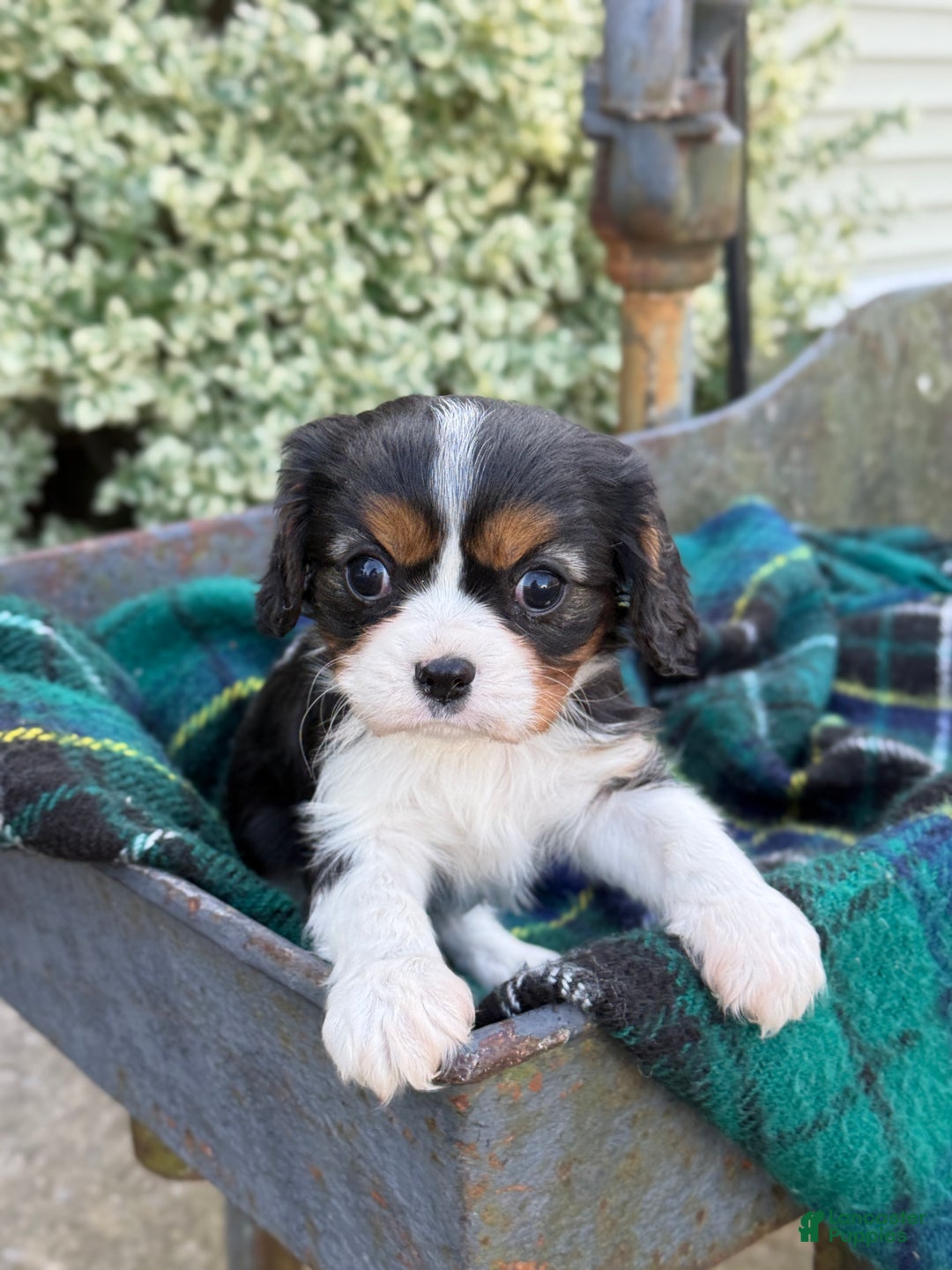 Cavalier King Charles Spaniel dogs for sale: Cutsie - Ad 16