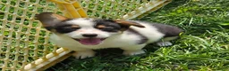 Welsh Corgi Pembroke dogs for sale: Oreo girl  - Ad 3