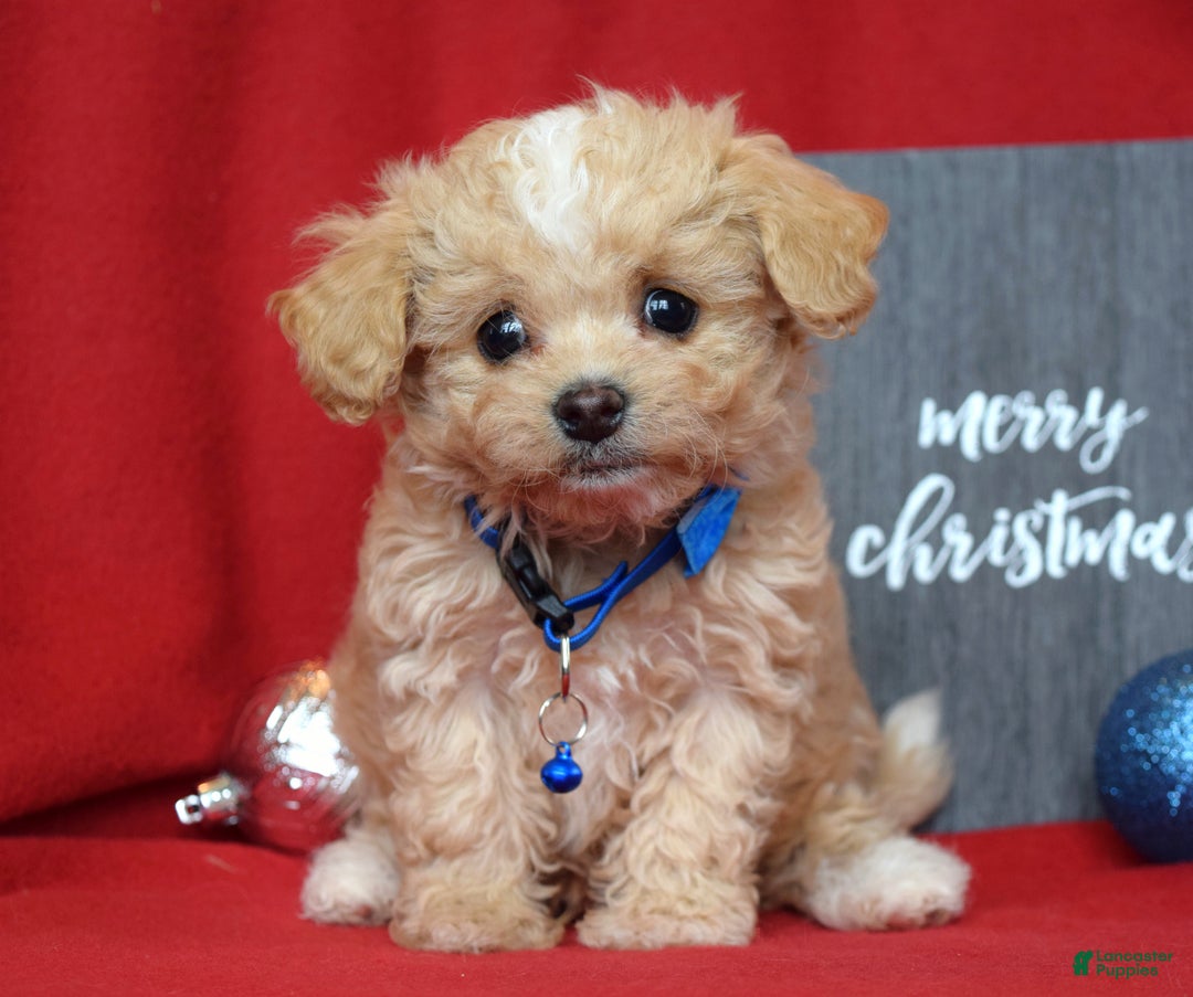 Maltipoo dogs for sale: Jax - Ad 8
