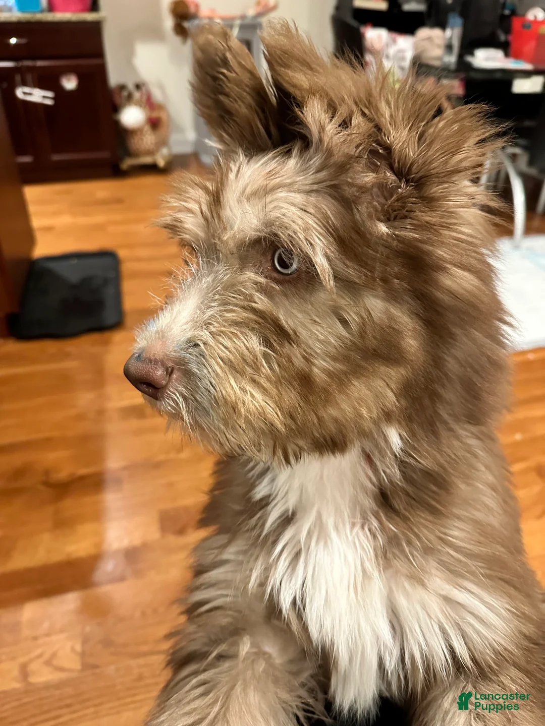 Gallery Image {{count}}