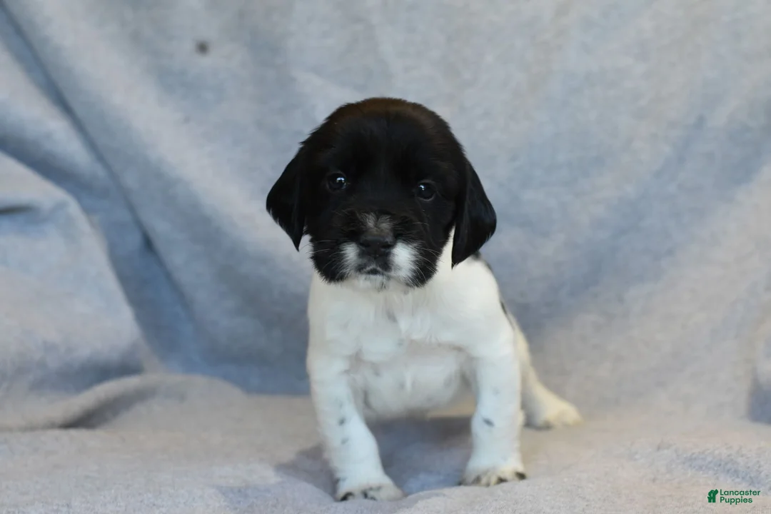 English Springer Spaniel dogs for sale: Bear - Ad 1