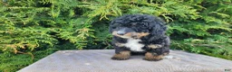 Mini Bernedoodle dogs for sale: Karly - Ad 5