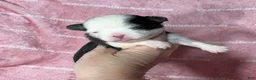 Chihuahua dogs for sale: EllieMay Long Coat  - Ad 3