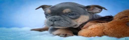 Frenchton dogs for sale: Peaches 🍑 — A Charming F2 Frenchton Puppy! - Ad 20