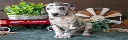 Great Dane dogs for sale: Buddy - Ad 3