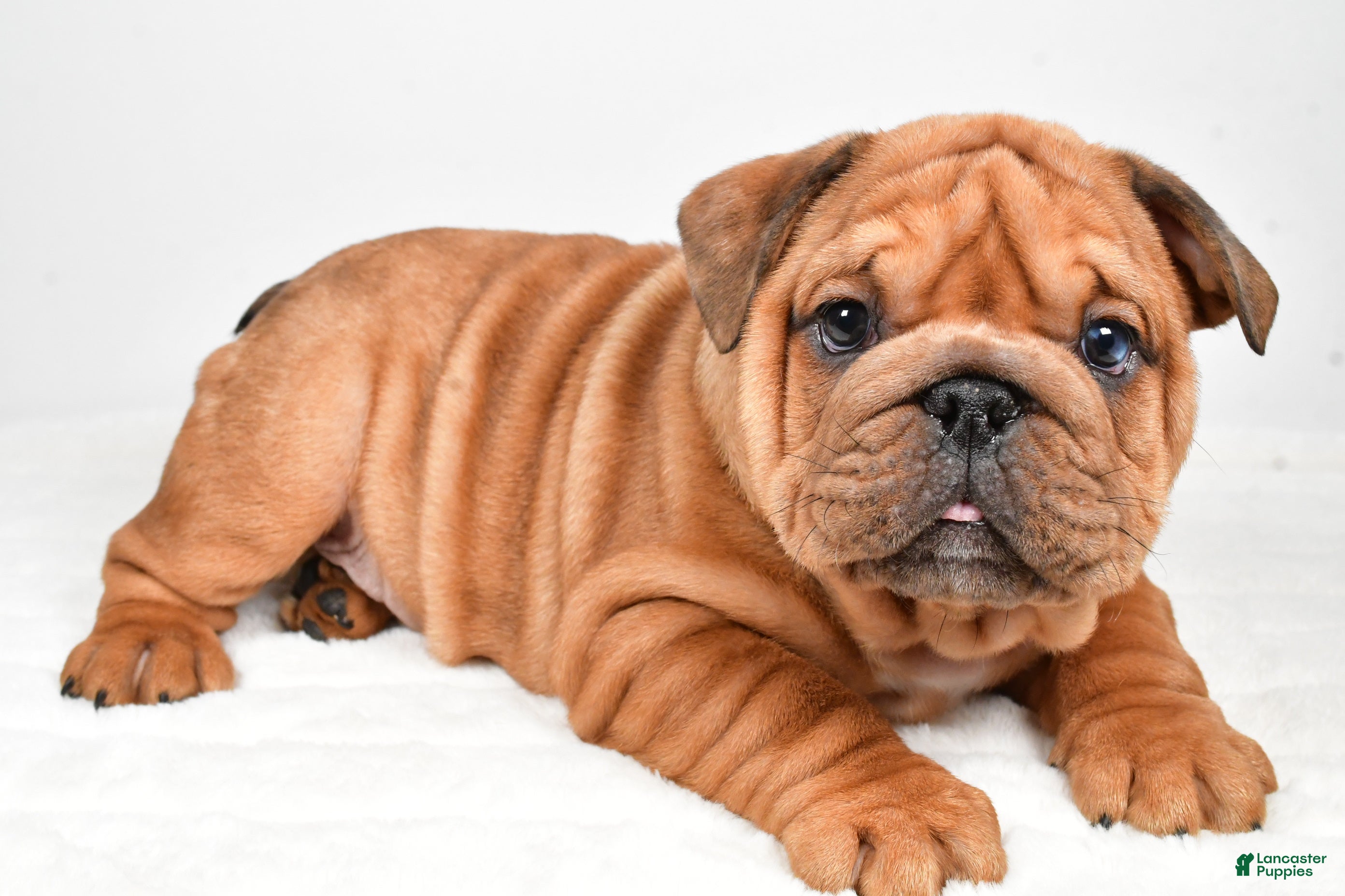 English Bulldog dogs Travis - Ad 7