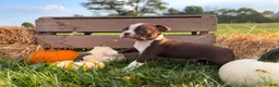 Boston Terrier dogs for sale: Dusty - Ad 4