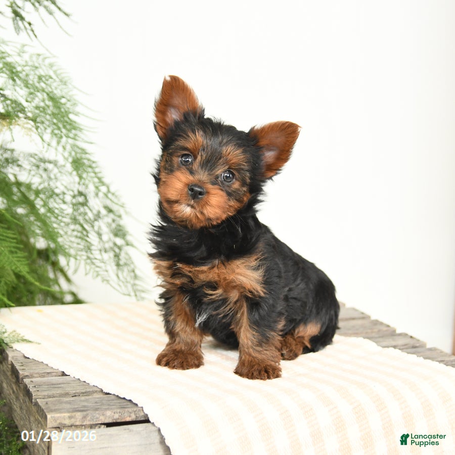 Yorkshire Terrier dogs Mandy - Ad 13