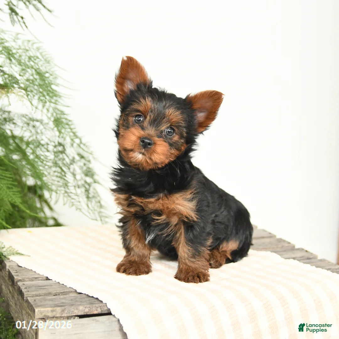 Yorkshire Terrier dogs for sale: Mandy - Ad 1