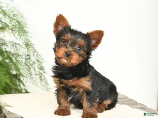 Yorkshire Terrier dogs Mandy - Ad 13