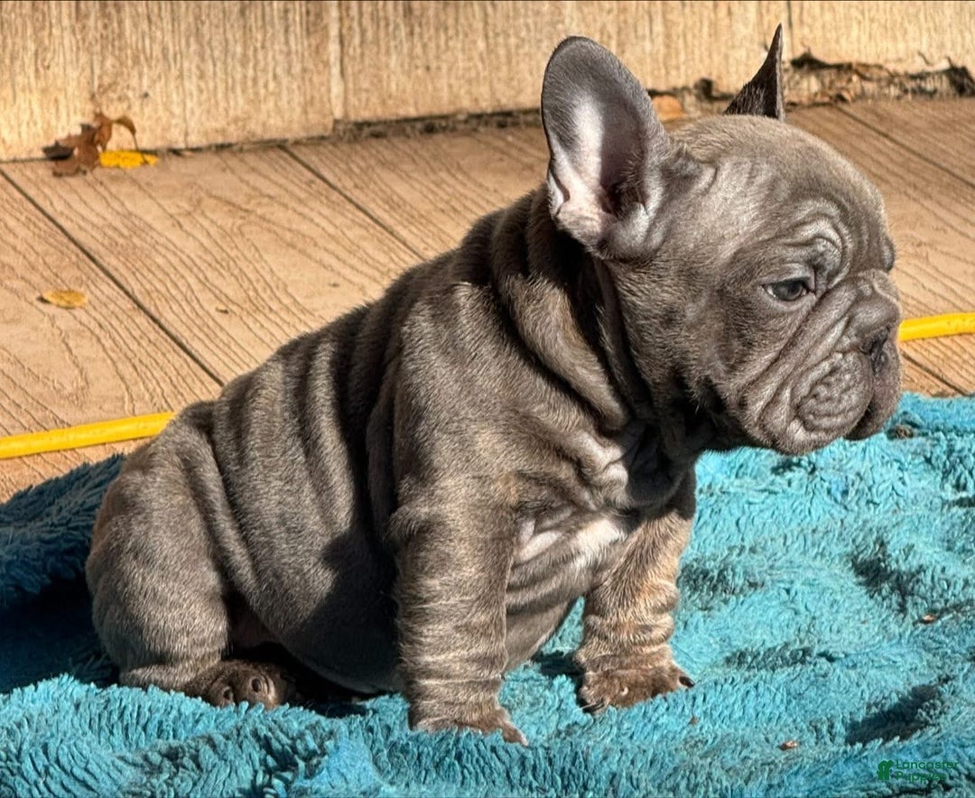 French Bulldog dogs for sale: Peanut  - Ad 4