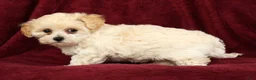 Maltipoo dogs for sale: Ashley - Ad 4