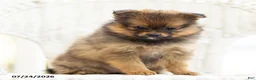 Pomeranian dogs for sale: Amber - Ad 3
