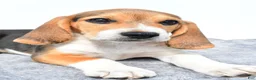 Beagle dogs for sale: Marty - Ad 9