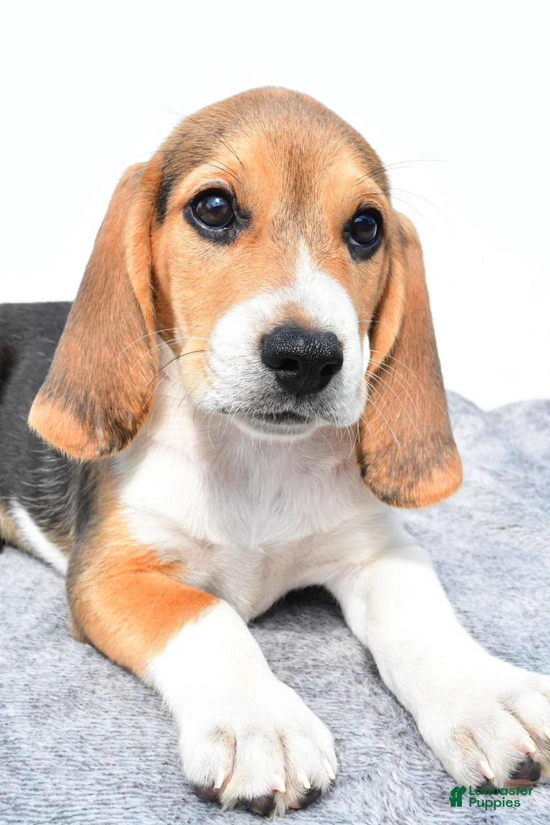 Beagle dogs for sale: Marty - Ad 9